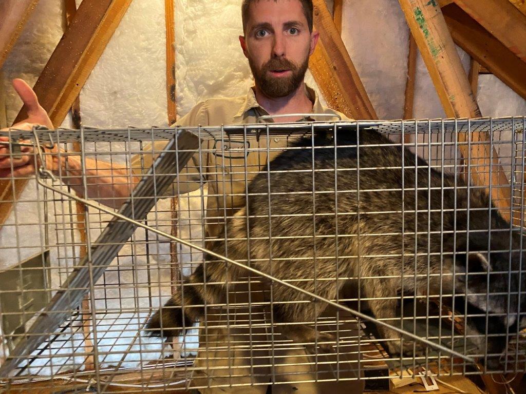 Jackson raccoon trapping